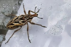 Indígenas son resistentes a enfermedad de Chagas
