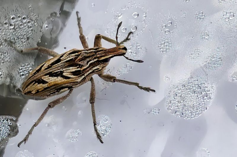 Indígenas son resistentes a enfermedad de Chagas
