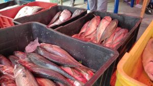 Realizan feria del cardumen en Delta Amacuro