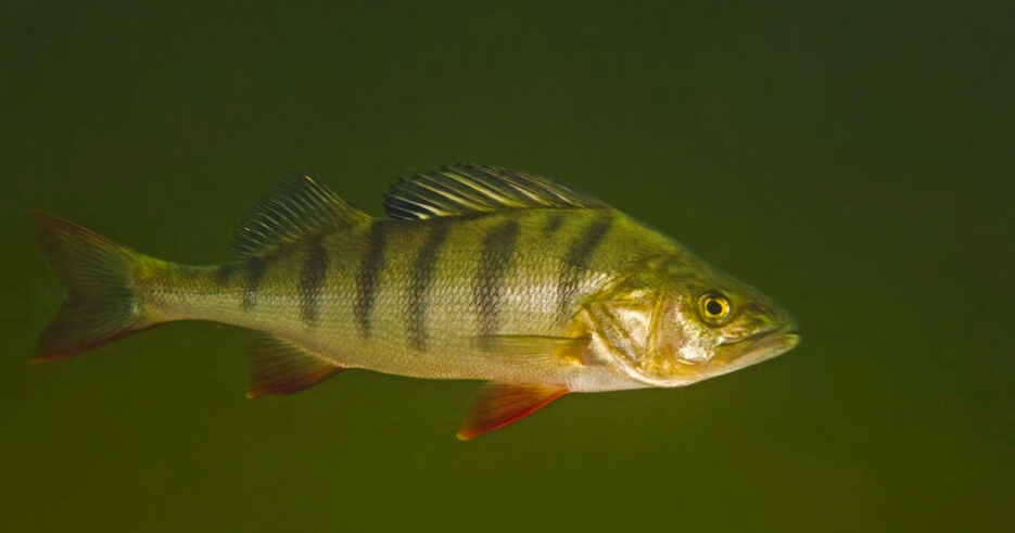 Peces perca utilizan a los patos para reproducirse en lagos de Europa