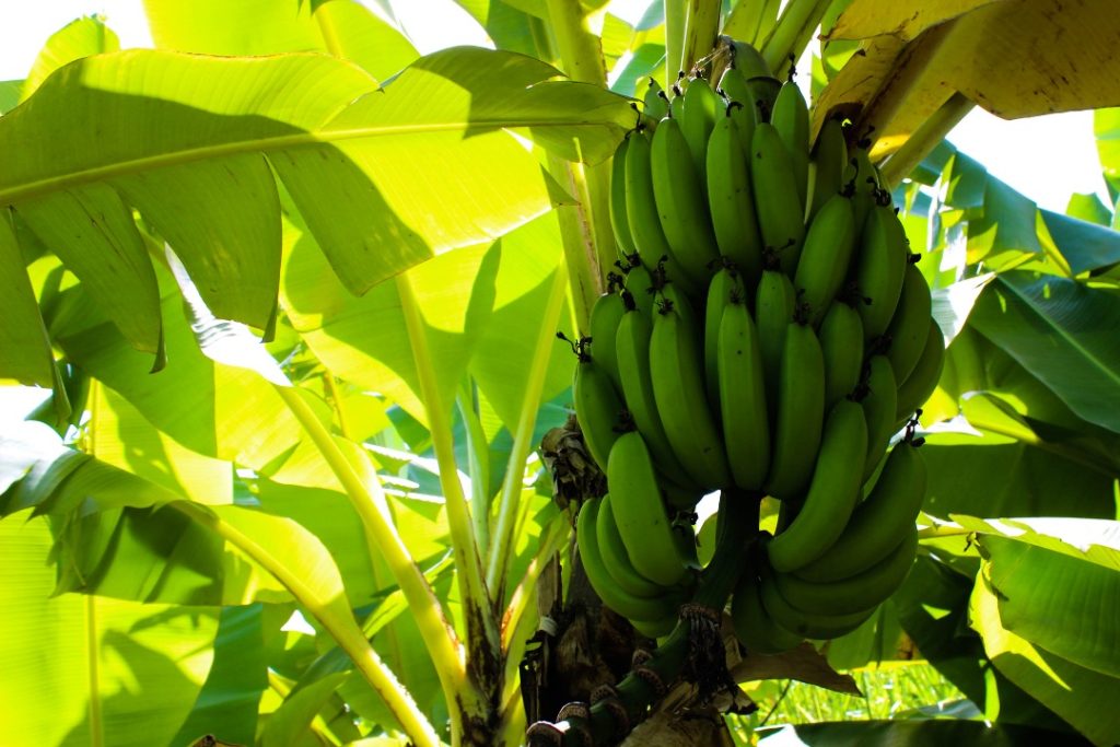 FAO arriba al país y se une a la lucha contra la plaga de plátano y banana