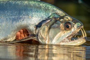 Columbia TMD 2020 797 1232x821 - Tadeo Arosio: Payara Mania