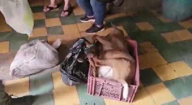 La policía llegó hasta local de comida china y lo clausuró por todo lo que hallaron adentro