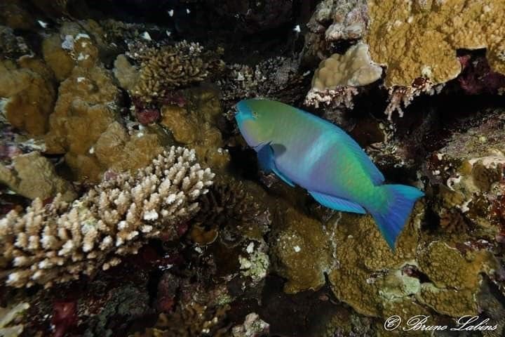 Yammine: La especie Unomia Stolonífera, Coral que ha invadido al Parque Nacional Mochima