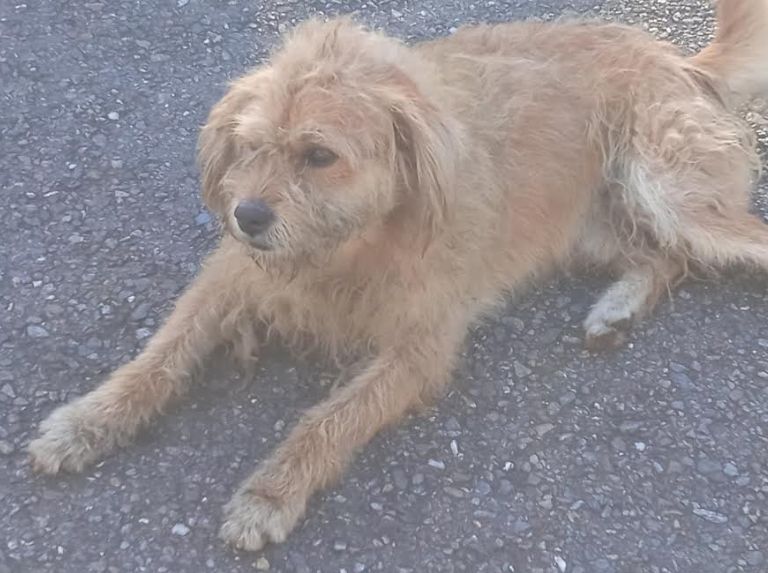 Empecé trotando en el parque y terminé cuidando a los perros