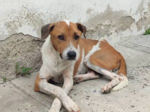 El rescate de Danilo: una historia de solidaridad en medio del caos urbano