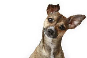 ¿Cuál es el origen de la palabra Perro?