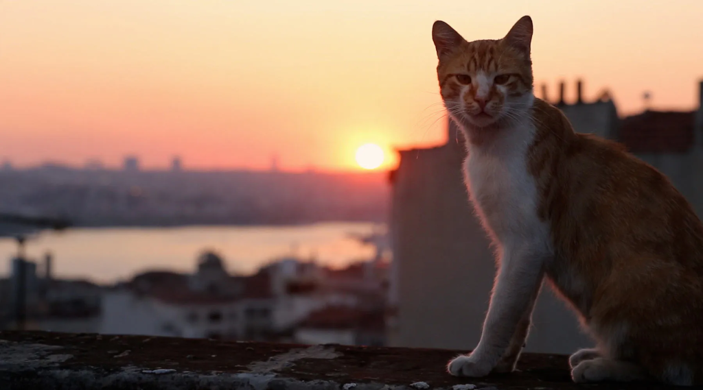 ¿Por qué Estambul es la ciudad de los gatos?