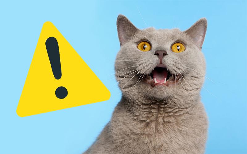 7 cosas que envenenan a tu gato y tienes en casa