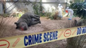 Academia de Sudáfrica enseña técnicas forenses contra la caza furtiva