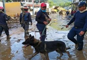 Murió 'Amigo', el perrito rescatista venezolano que participó en labores de búsqueda tras terremoto en Turquía