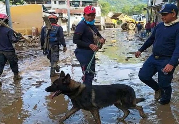 Murió 'Amigo', el perrito rescatista venezolano que participó en labores de búsqueda tras terremoto en Turquía
