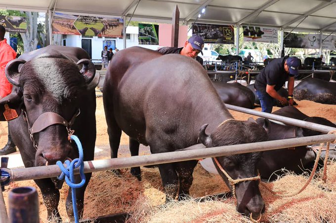 Exportar búfalo, el nuevo reto de los productores venezolanos