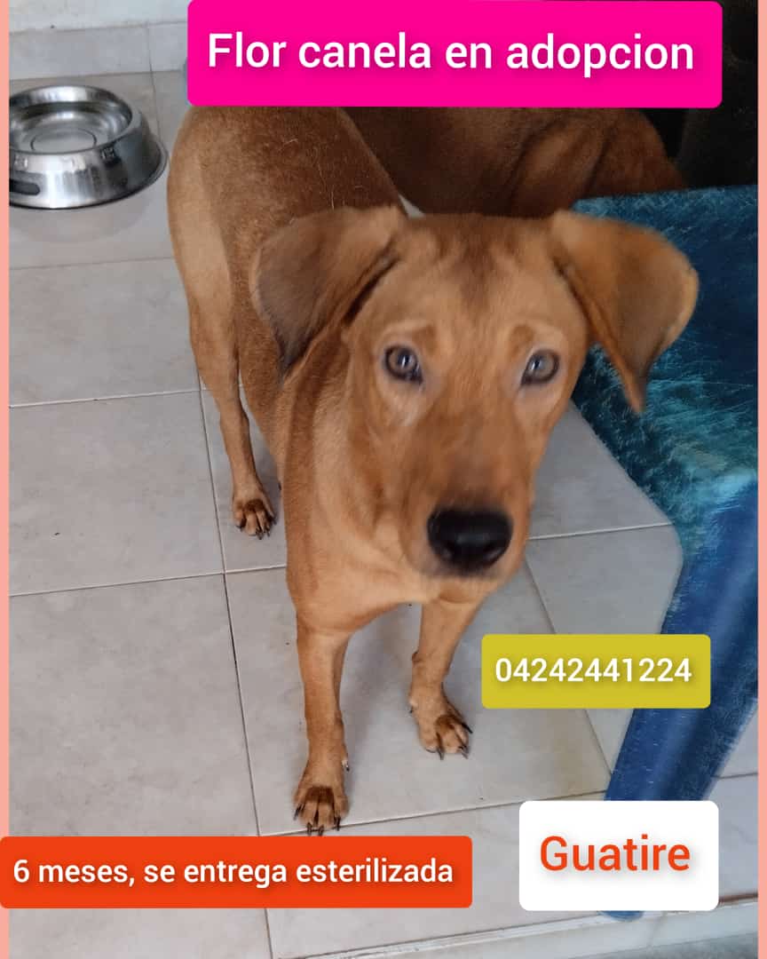 Cartelera de adopciones