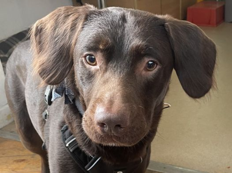 Coco se convierte en el primer perro diagnosticado con alcoholismo canino