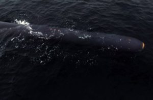 Corea del Norte anuncia prueba exitosa de submarino no tripulado