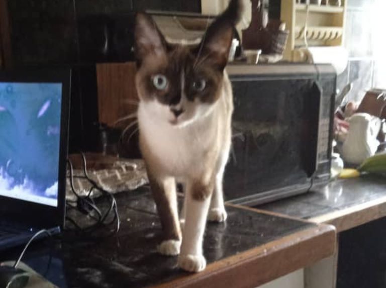 De cómo la familia de la gata Ania consideraron su esterilización