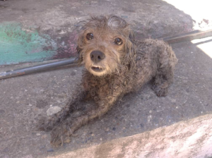 El abandono no conoce de razas ni de estatus