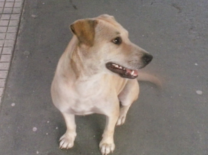 El dilema de proteger a los animales callejeros