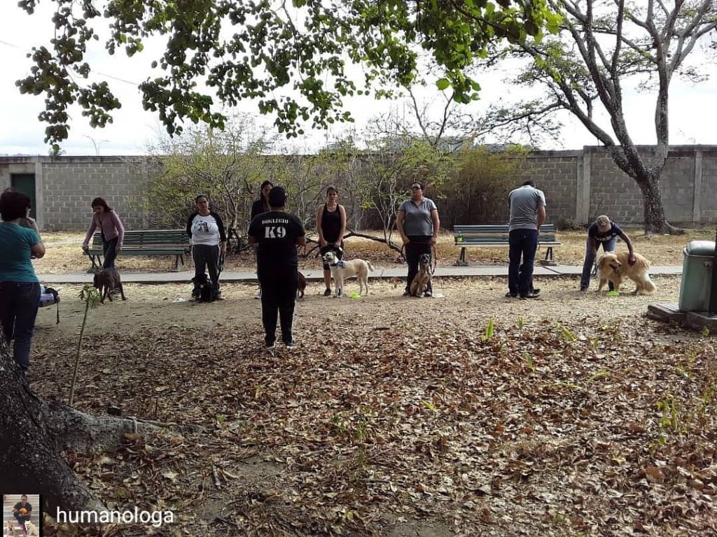 En Caracas entrenan a los caninos mediante la “perragogía”