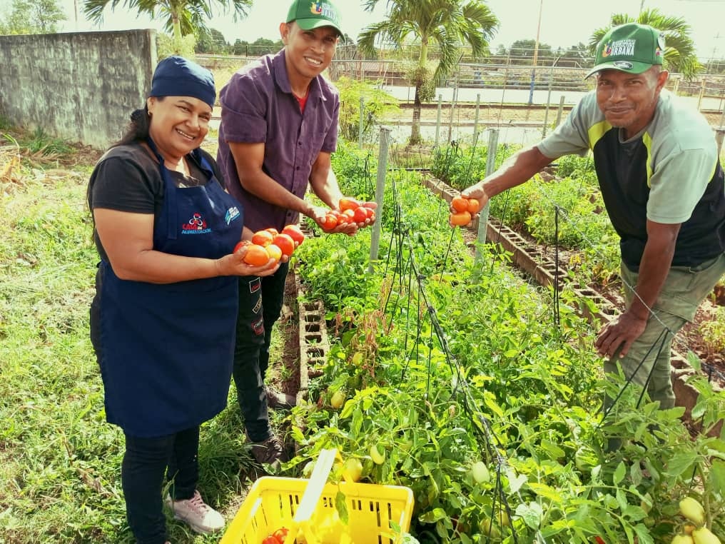 En Monagas producen tomate para favorecer a Casas de Alimentación