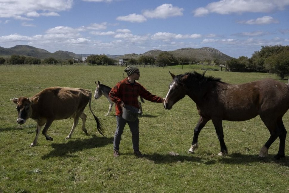 En Uruguay salvan caballos con el apoyo de organizaciones budistas