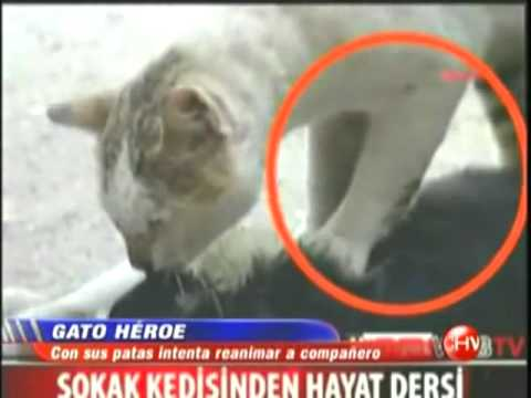 Héroe felino: Un gato reanima a su compañero herido