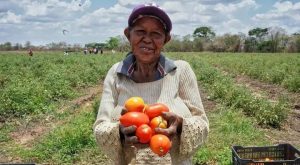 Inició la cosecha de 1.492 hectáreas de tomates en Guárico
