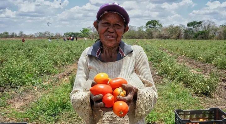 Inició la cosecha de 1.492 hectáreas de tomates en Guárico