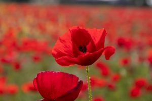 Las bacterias pueden ayudar a aumentar la fotosíntesis de las plantas