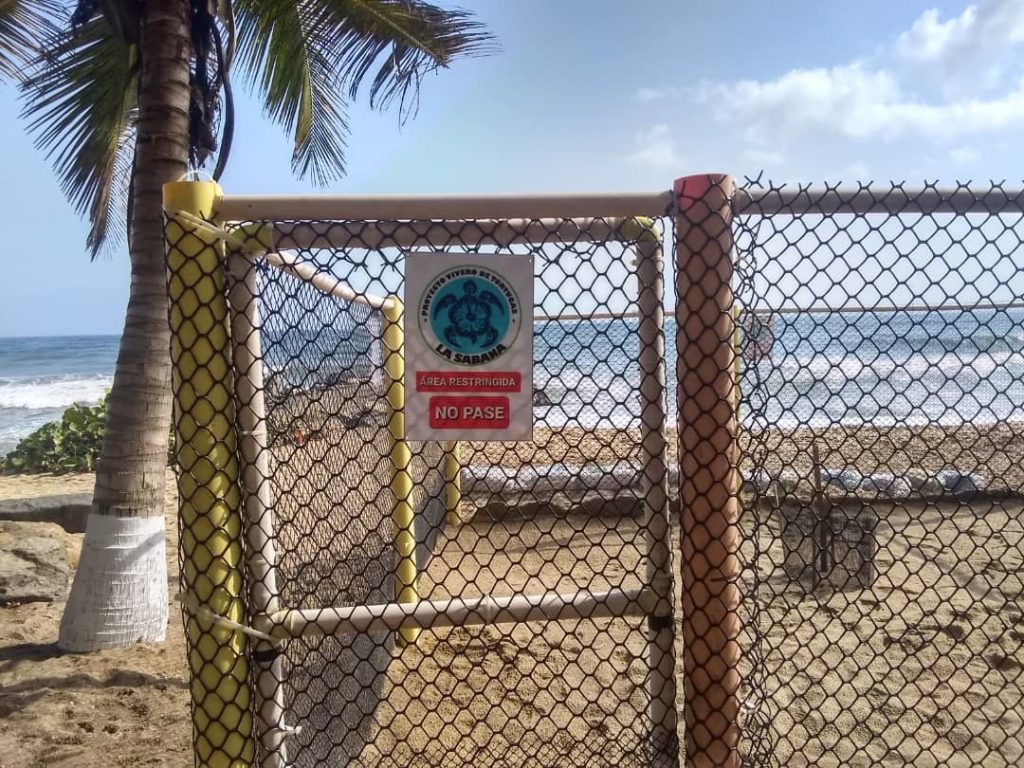 Protegen nidadas de tortugas en cuatro playas de La Guaira