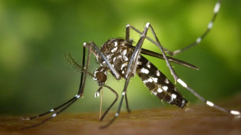 Riesgo de nueva epidemia de dengue y chikungunya en Sudámerica