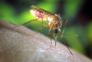 Saliva de mosquito debilita el sistema inmunitario