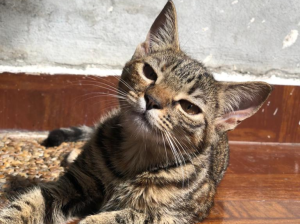 Un cuarteto de gatitos atigrados fueron rescatados al nacer