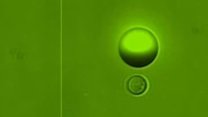 Un micromotor localiza y captura células cancerígenas individuales