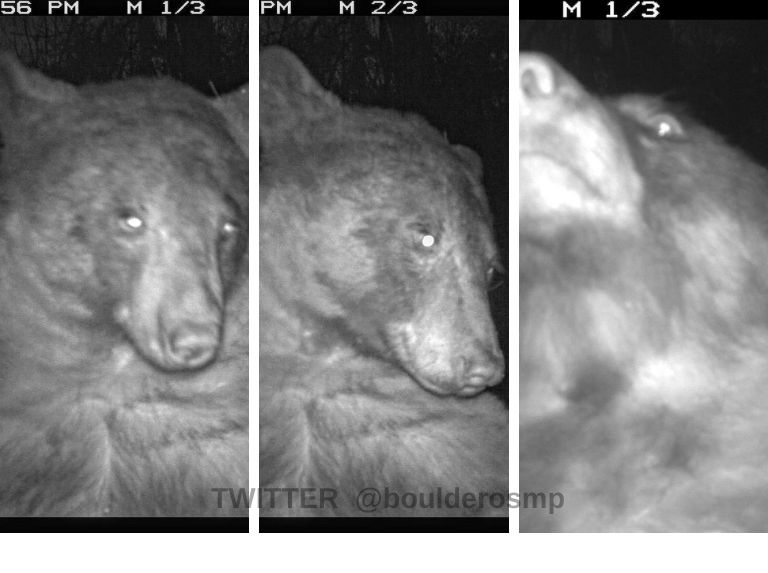 Un oso se toma más de 400 selfies con una cámara de vida salvaje