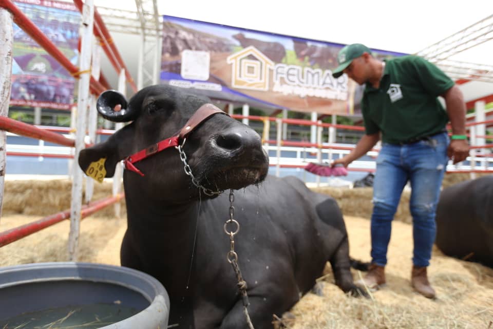 Venezuela asume el reto de exportar carne de búfalos