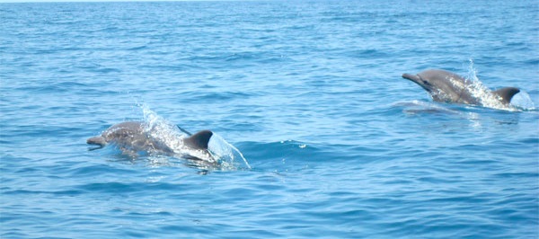 Avistaron a familia de delfines en las costas de Anzoátegui (Imágenes)