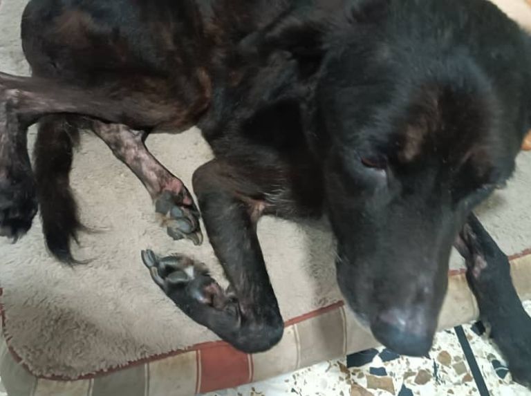 ¿Tu perro tiene pulgas? Ponle atención a su piel