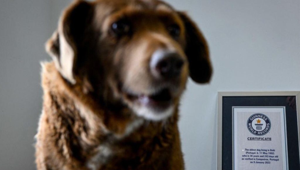 Conoce al perro Bobi, el más longevo del mundo que celebró su cumpleaños 31