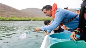 Venezuela libera 500 caballitos de mar como parte de un plan de sostenibilidad