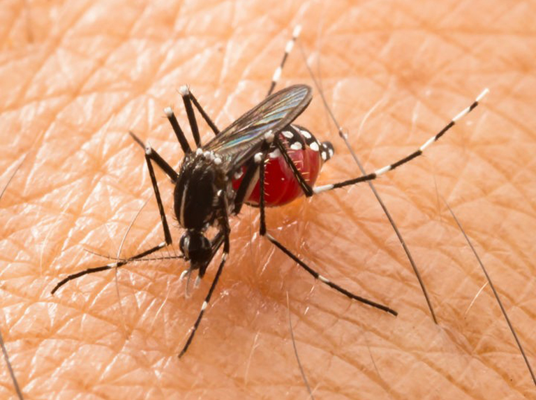 Brasil reporta 15 muertes por dengue este enero