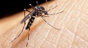 Desarrollan método natural para combatir el dengue