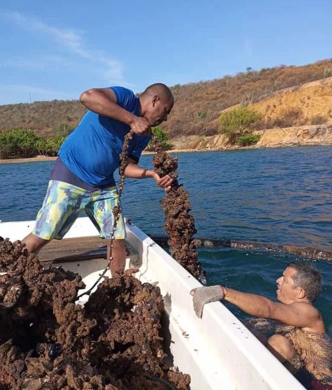 En Sucre apuesta por el cultivo de mejillones