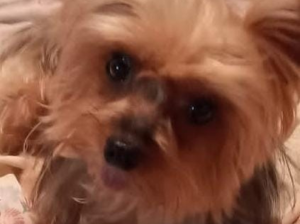 En nuestra familia tenemos un preciado Rubí