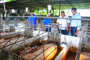 Granja guariqueña aporta al plan proteico más de 34 mil cerdos al año