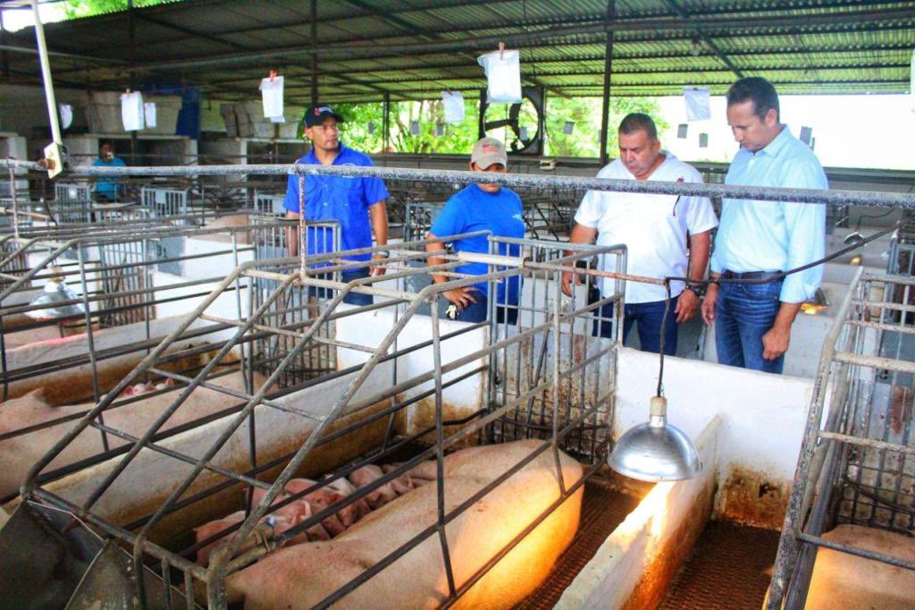 Granja guariqueña aporta al plan proteico más de 34 mil cerdos al año