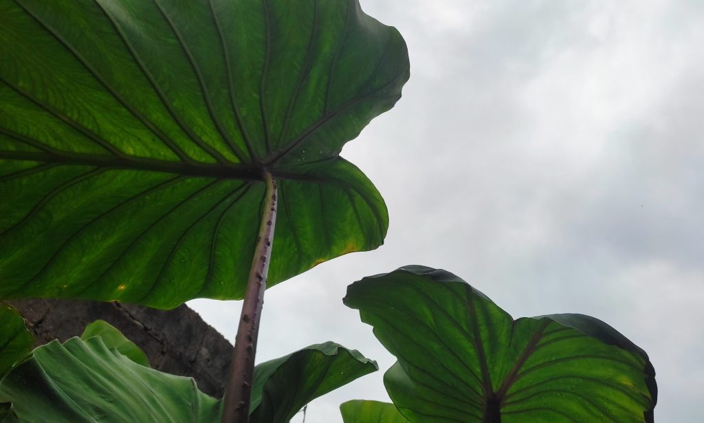 Hormigas alúas invaden a Tucupita por la temporada de lluvias