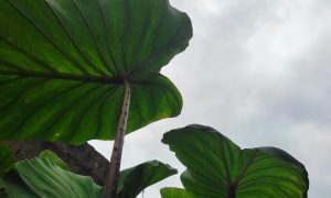 Hormigas alúas invaden a Tucupita por la temporada de lluvias