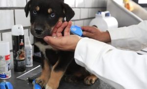 Inauguran en México el primer hotel para perros y gatos abandonados